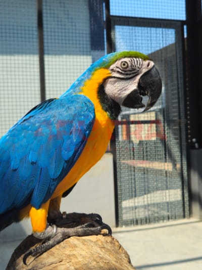 Blue and Gold Macaw