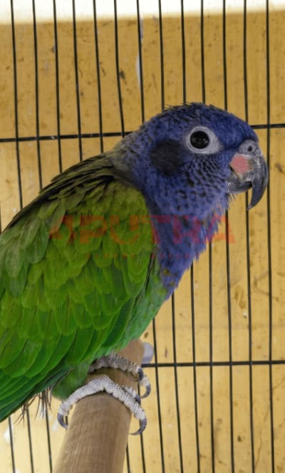 Blue-headed Pionus