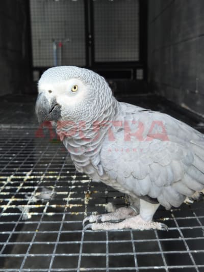 African Grey