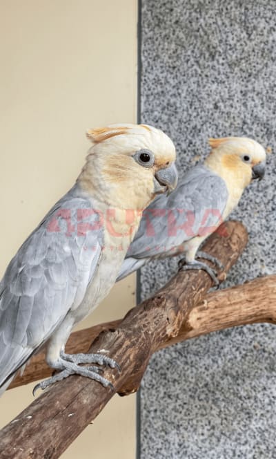 Hybrid Cockatoo
