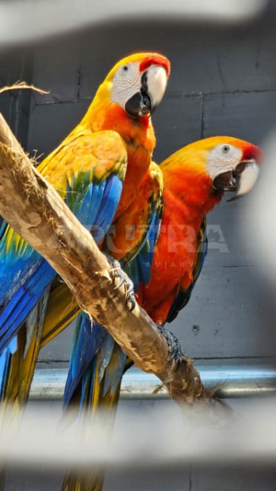 Capri Macaw