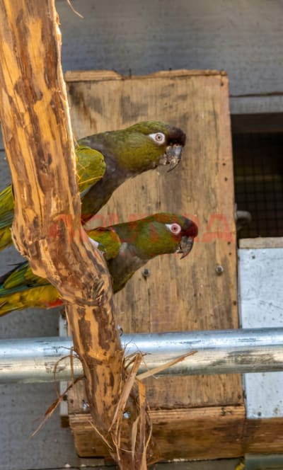 Patagonian Conure