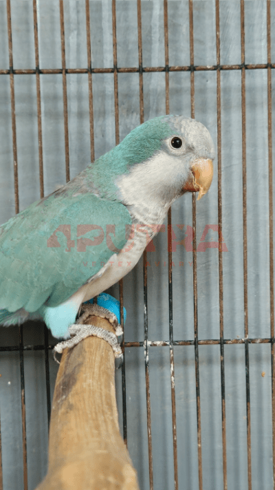 Monk Parakeet