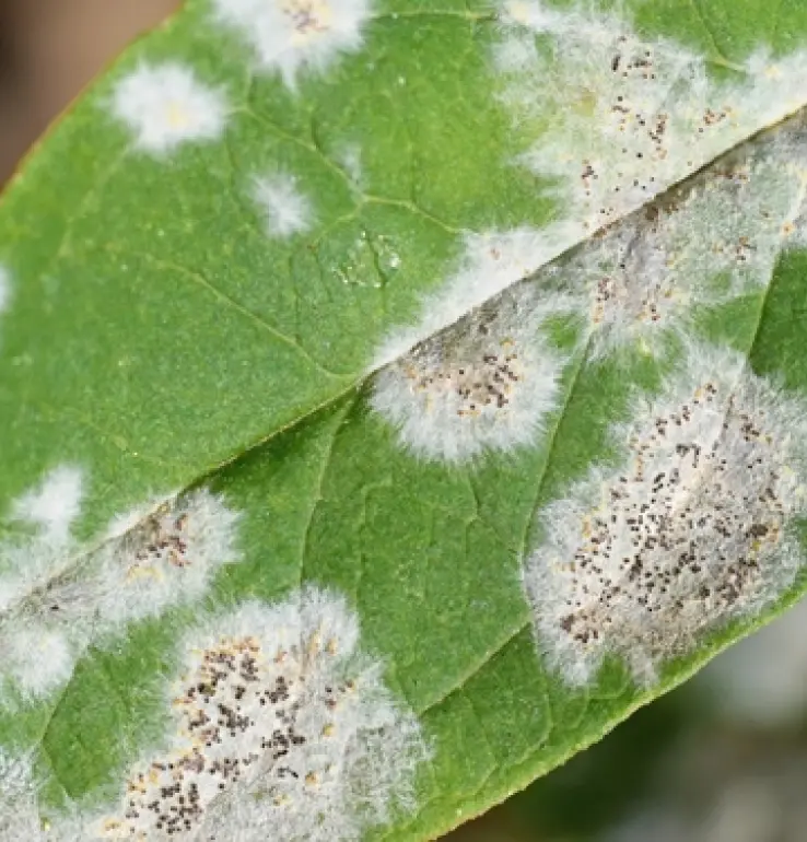Powdery mildew