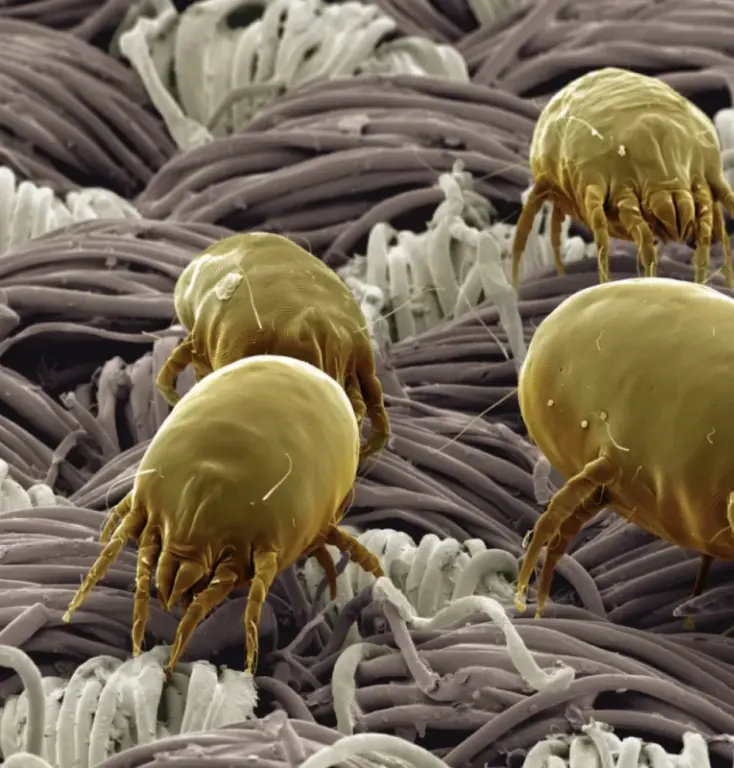 Broad mite
