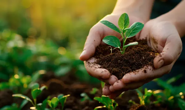 Transplanting