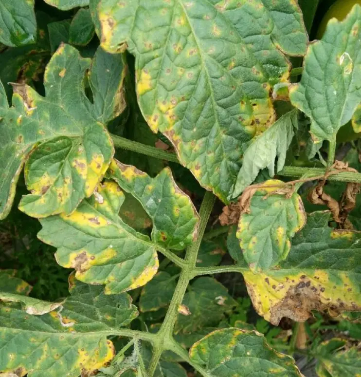 Phytophthora blight