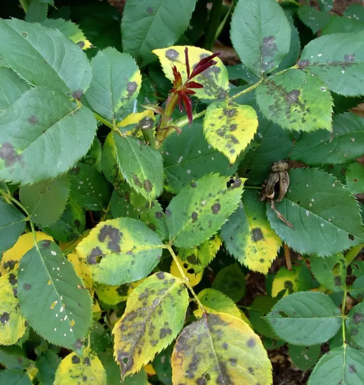 Bacterial wilt