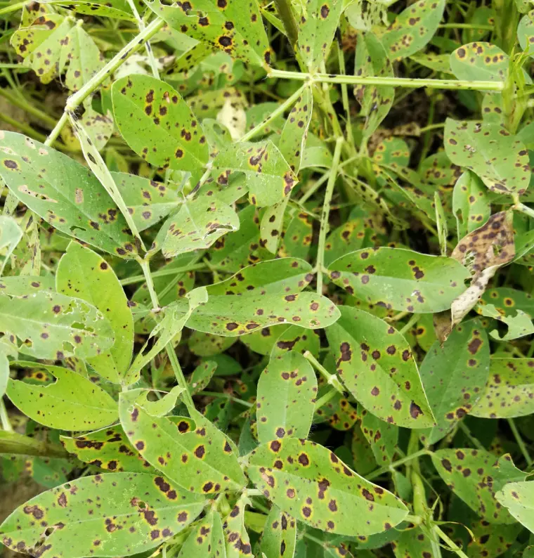 Anthracnose