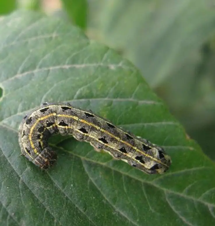 Spodoptera litura