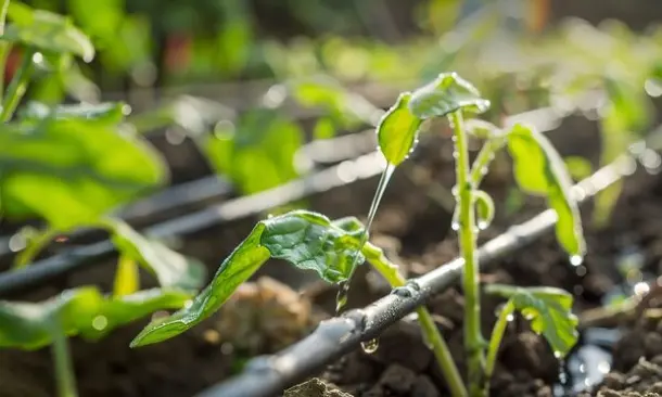 Seedling raising 1