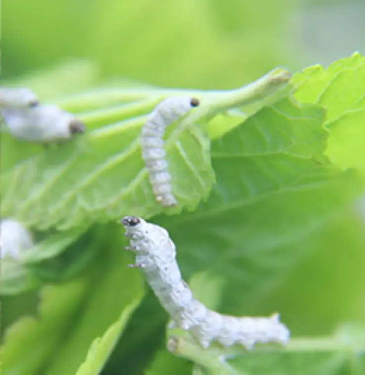 Tobacco budworm