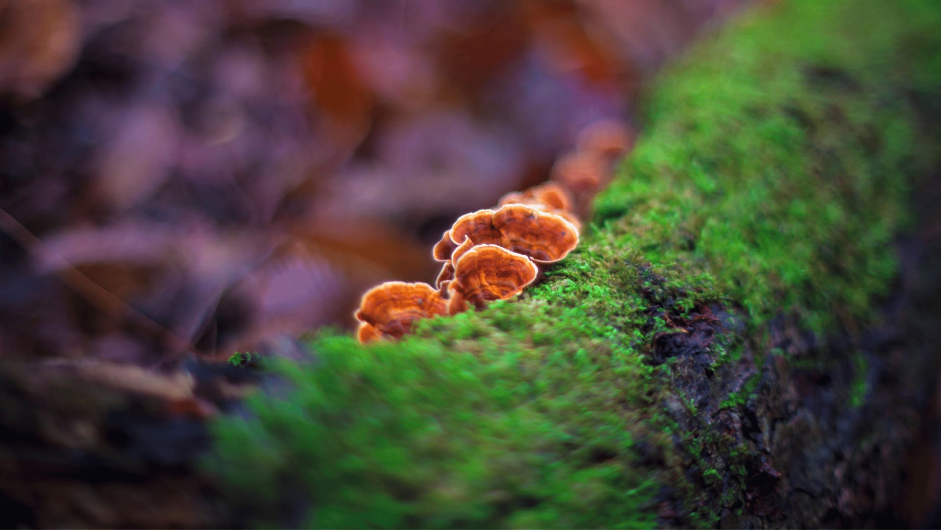Blog Kalapa Mushroom Co.