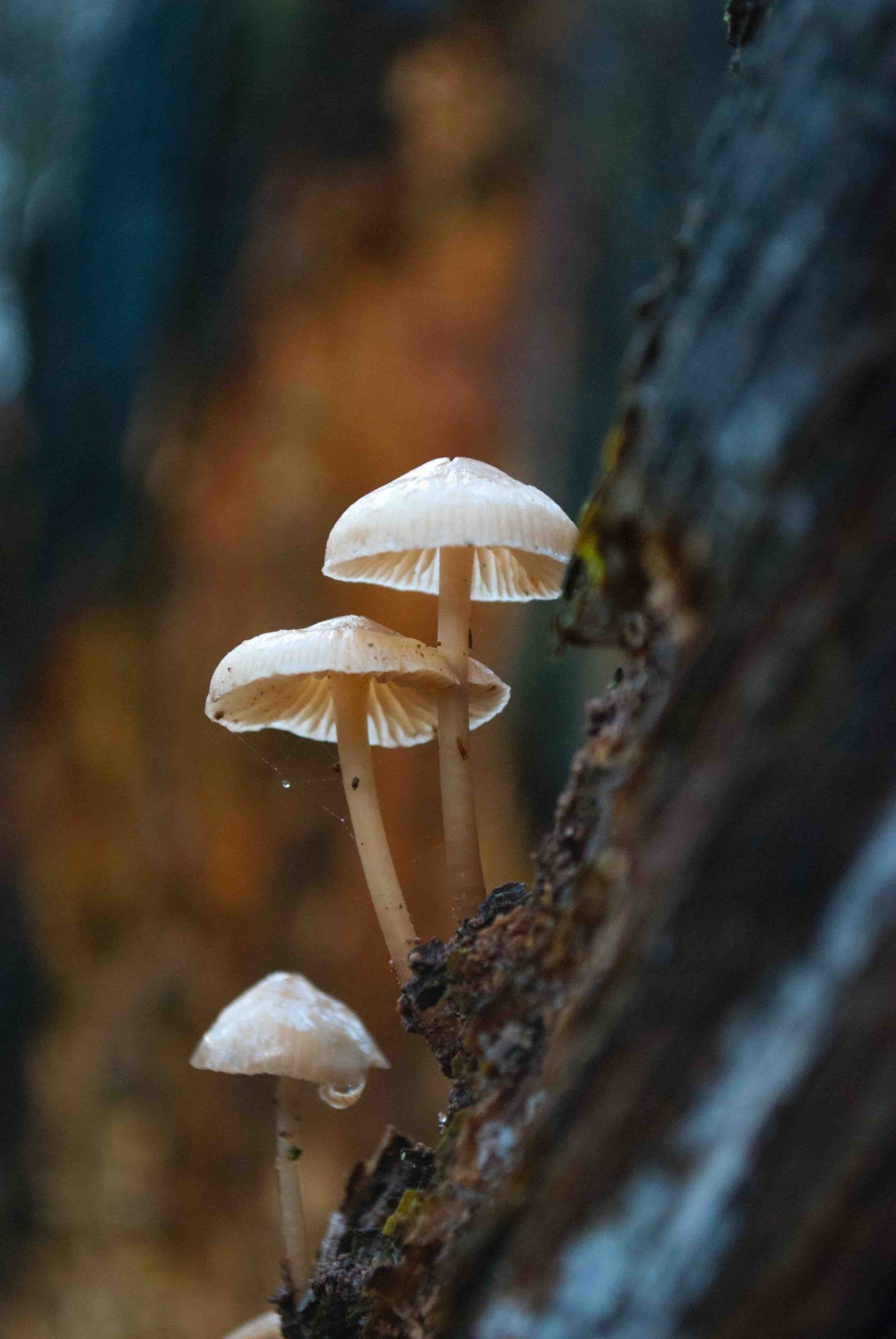 Kalapa Mushrooms Nosotros Background