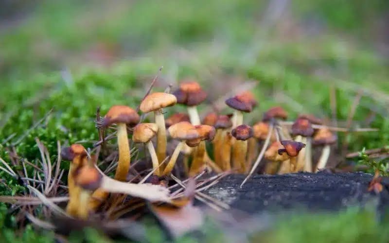 Cacao y Hongos: Una Conexión Ancestral
