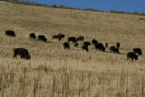 Antelope Island State Park
