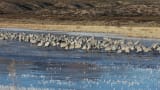 Bosque del Apache National Wildlife Refuge