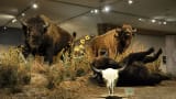 Buffalo Bill Center of the West