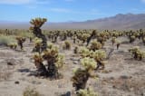 Cholla Cactus Garden