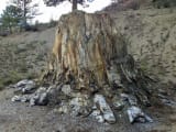 Florissant Fossil Beds National Monument