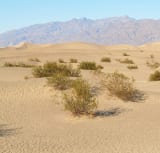 Mesquite Flat Sand Dunes