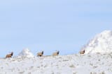National Elk Refuge