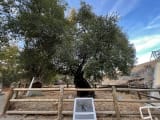 Oak of the Golden Dream