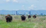 Rocky Mountain Arsenal National Wildlife Refuge