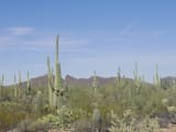 Saguaro National Park