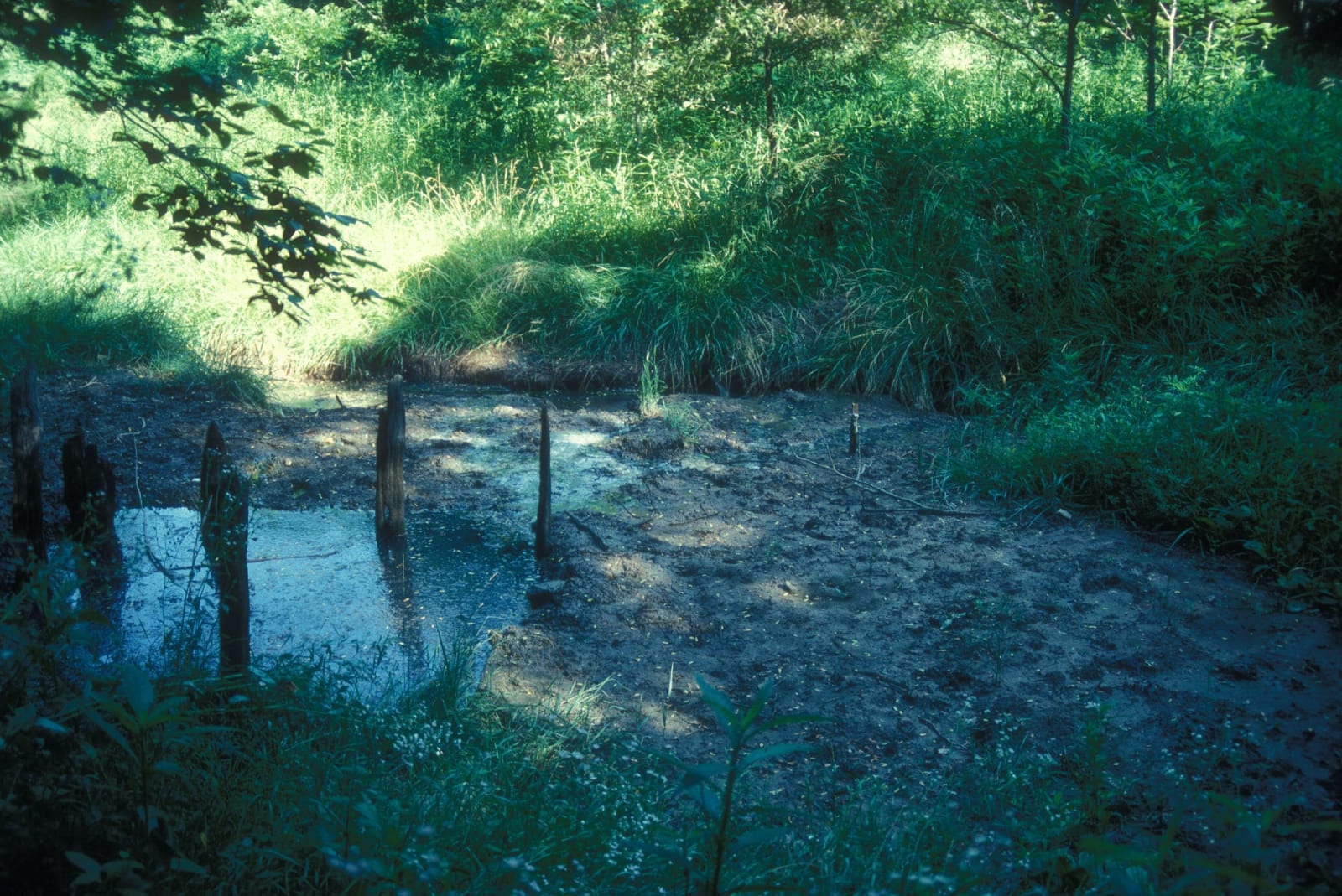 The shallow salt spring at Boones Lick seeping through green woods.