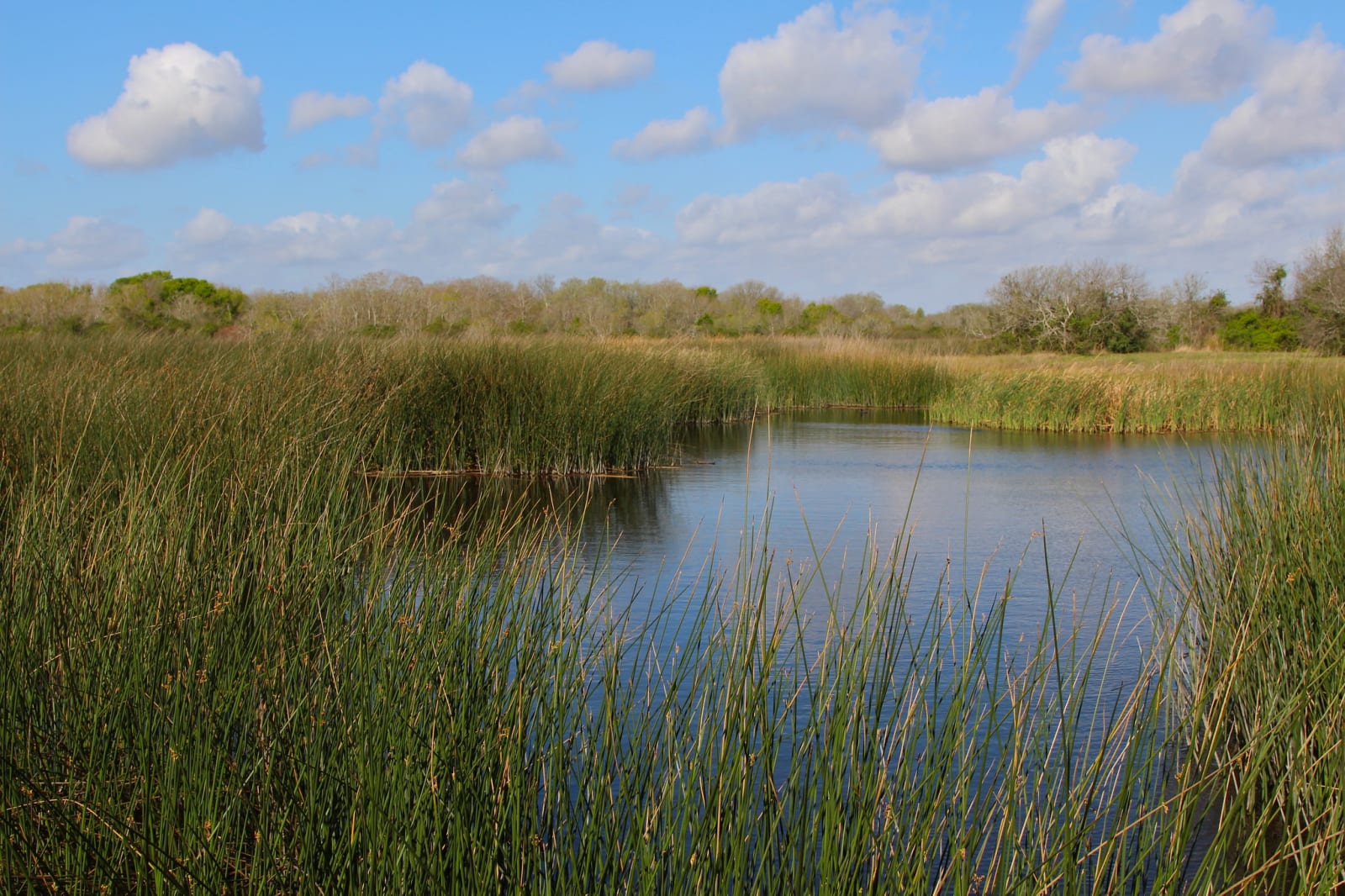 Open water ringed by tall marsh grass and low shrubs under a blue sky with white clouds at Brazoria National Wildlife Refuge.