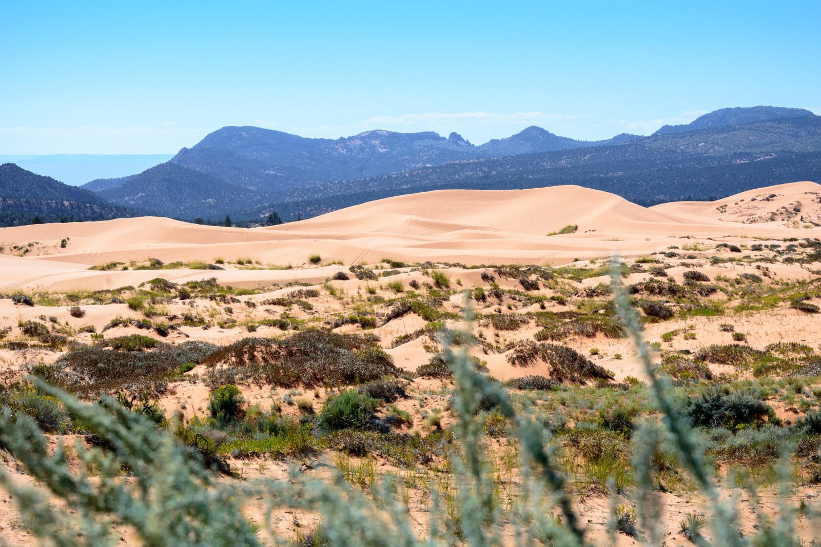 The dune field at Coral Pink Sand Dunes seen across its vegetated margin — bunchgrass, low shrubs and a yucca rooted in hollows of pale apricot sand, an out-of-focus branch sweeping across the lower right. Beyond them a smooth, wind-rippled dune ridge rises and falls through the middle distance, and a dark conifer-covered ridge stands along the skyline under a clear sky. No red cliffs are visible in the frame.