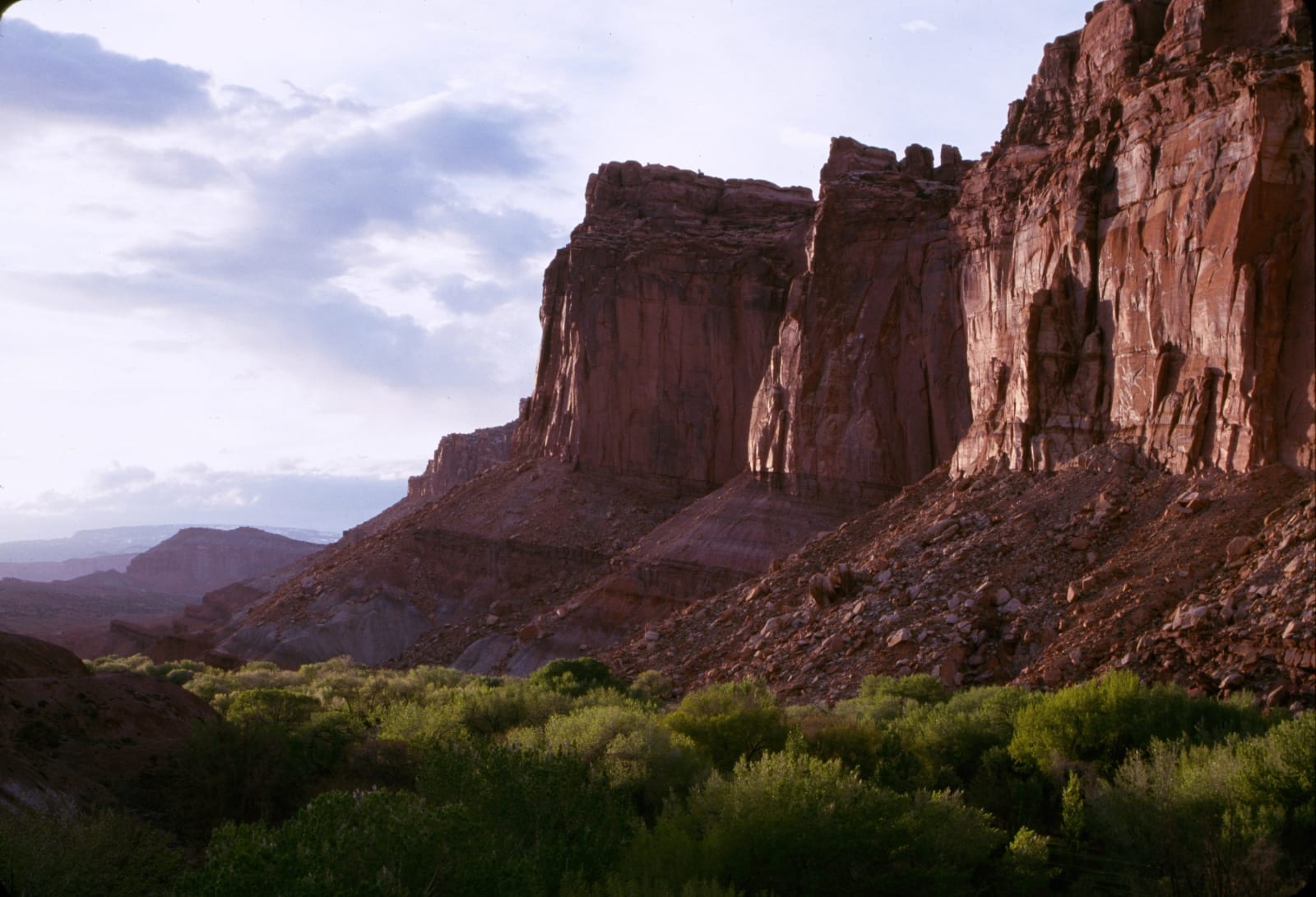 A wall of red sandstone cliffs in Capitol Reef at dusk — sheer faces and a squared buttress catching the last warm light above a long talus slope, with dense green riparian brush and small trees filling the canyon floor in the foreground and pale layered cliffs receding at the left under broken cloud.