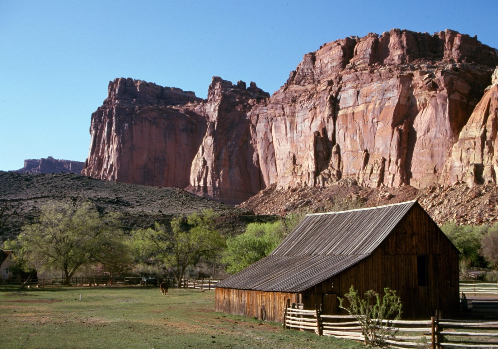 The Gifford barn at Fruita — a weathered board barn with a long sweeping roof of corrugated metal and a small dark loft door in the gable, standing behind a rail fence on mown pasture. A horse grazes near the fence line at left with a white farmhouse just visible beyond the cottonwoods, and the red and cream cliffs of Capitol Reef rise steeply behind under clear blue sky.