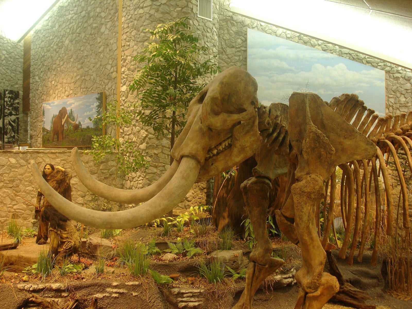 A cast of a mastodon skeleton with long curved tusks standing in a diorama inside the museum at Mastodon State Historic Site.