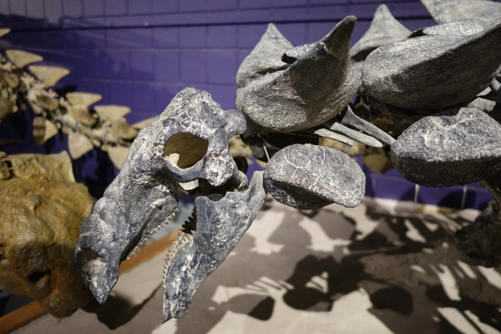A mounted dinosaur skeleton seen close up from the side at the Prehistoric Museum in Price — a small narrow skull with a beaked snout and a finely toothed lower jaw, and a row of large grey plates rising along the back behind it. A second skeleton's spined vertebrae run away to the left against a deep purple wall, with the mount's shadows thrown across the pale floor.