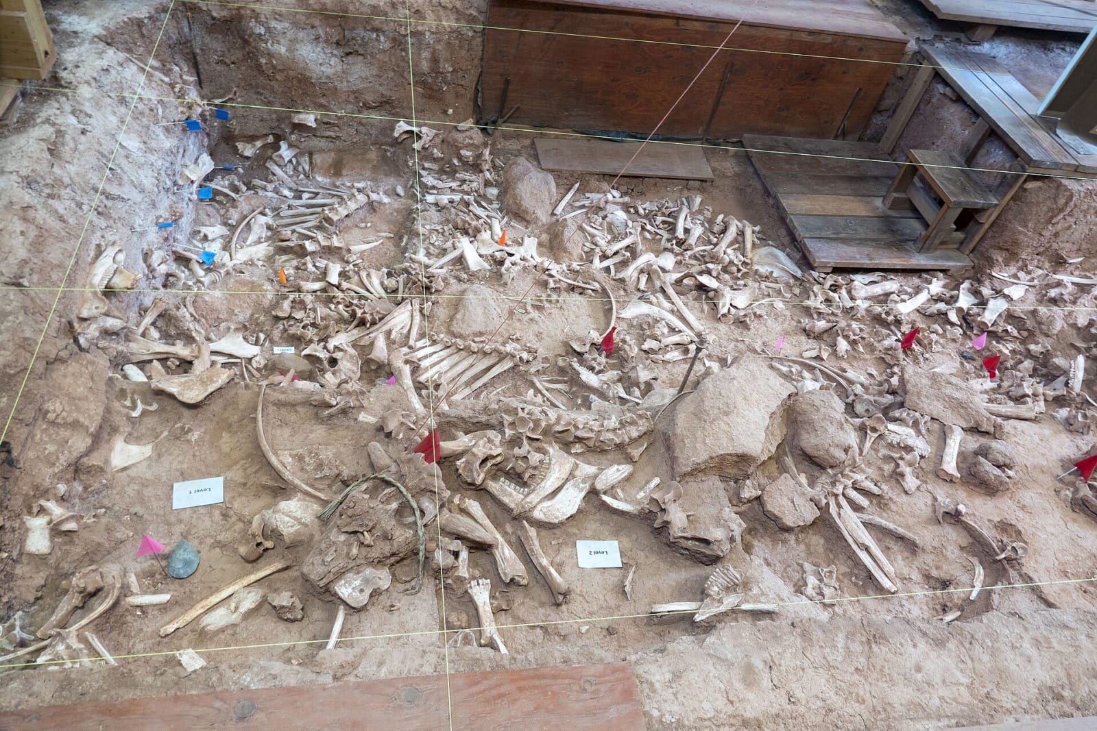 Bison bones packed in a layer of the excavation at the Vore Buffalo Jump, marked with tags and string lines under the shelter
