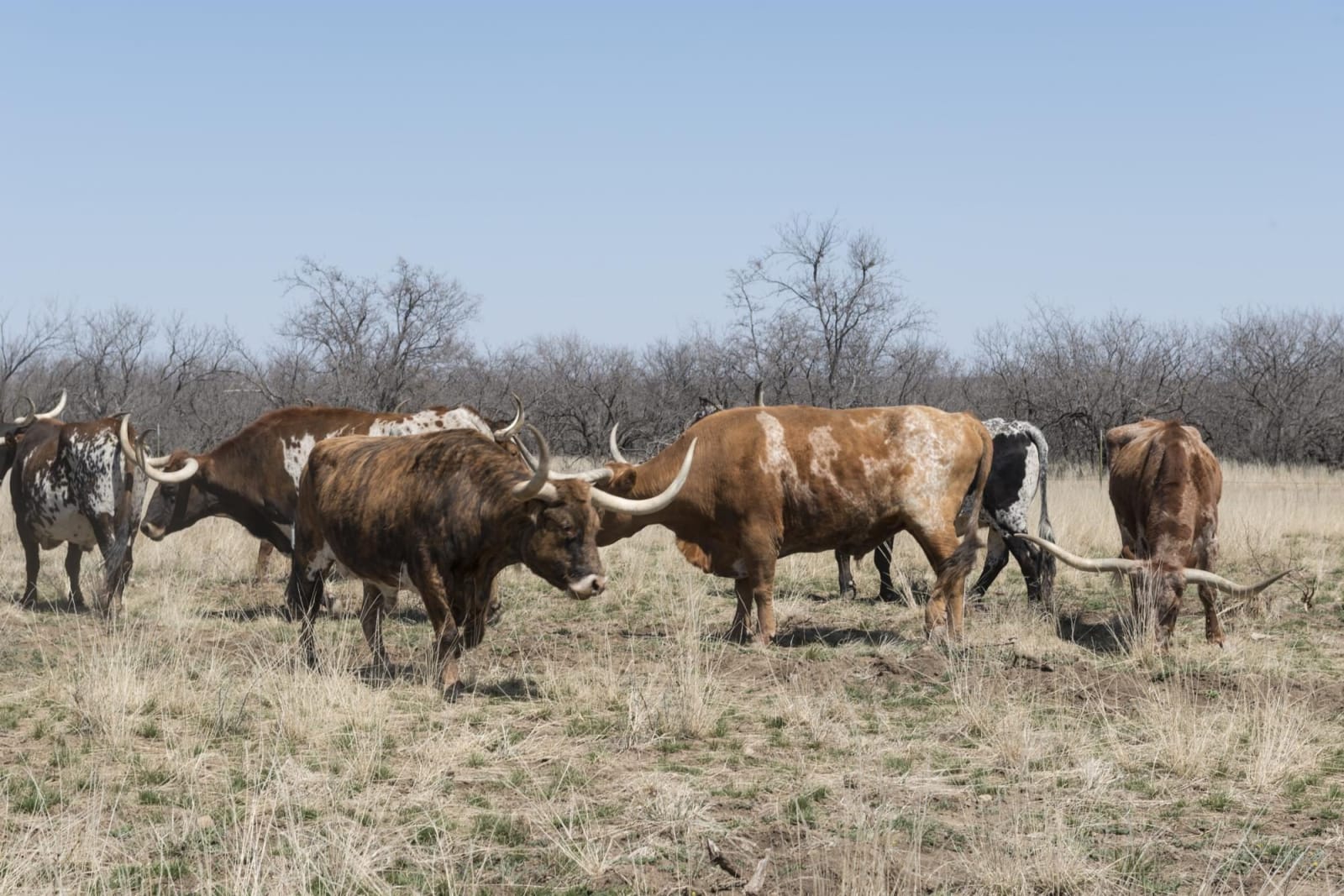 Longhorn cattle of the official Texas herd grazing in dry grass and mesquite at Fort Griffin.