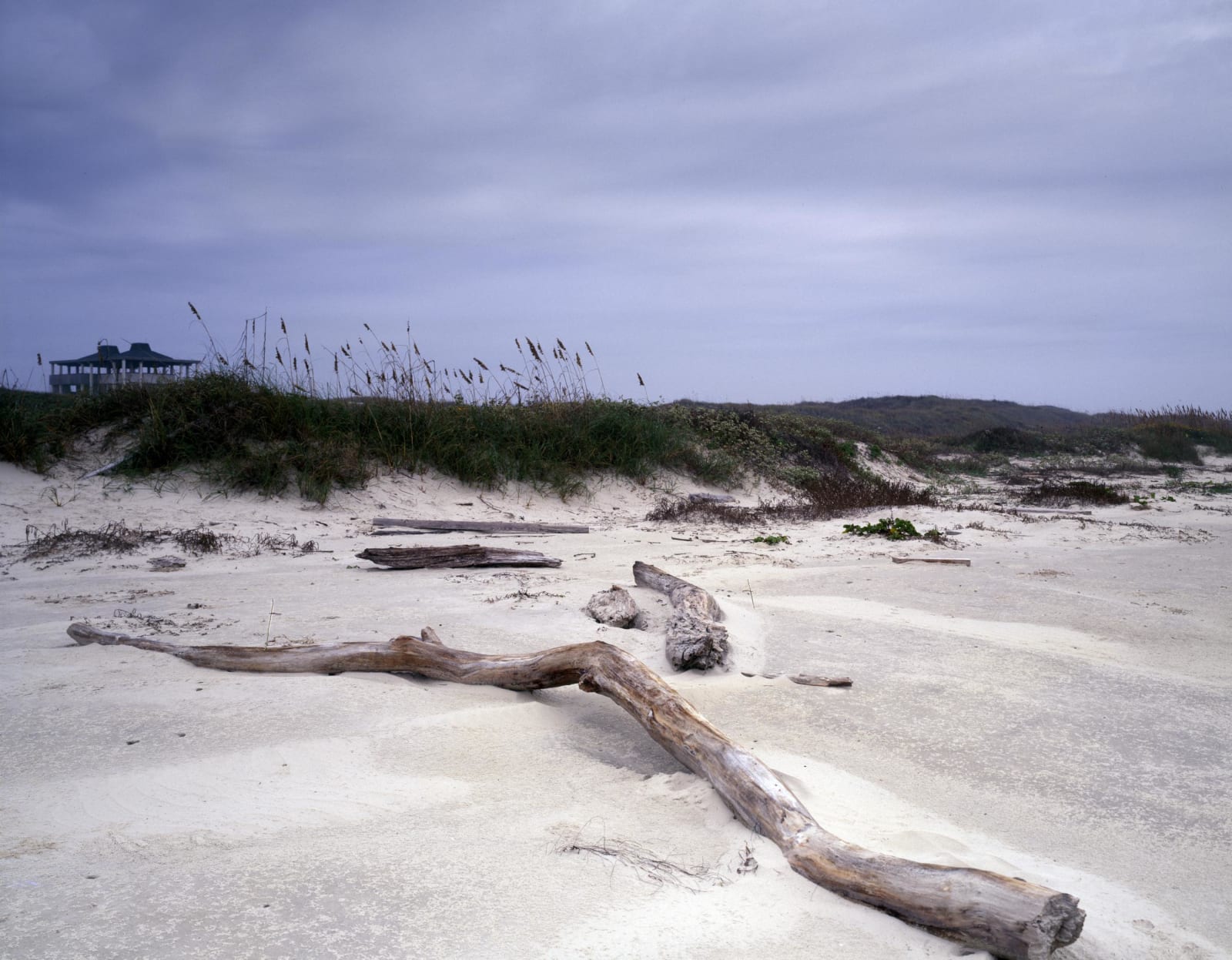 Bleached driftwood lying on white sand below grassy dunes on the beach at Padre Island, under a grey sky.