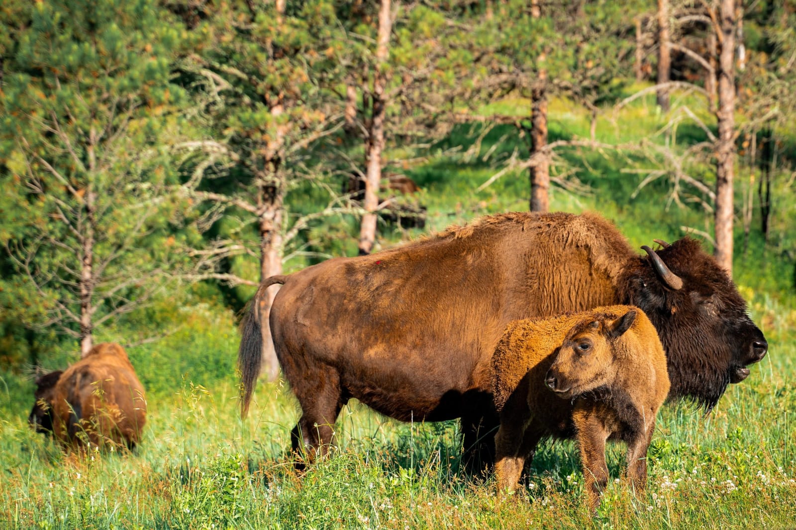 A bison cow and calf in green grass among the pines of Custer State Park