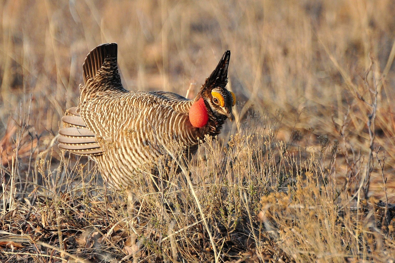 A male lesser prairie chicken displaying in dry grass, tail raised and red neck sacs inflated.