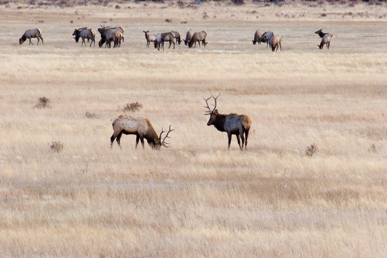 A bull elk and cows grazing the autumn grass of Moraine Park in Rocky Mountain National Park