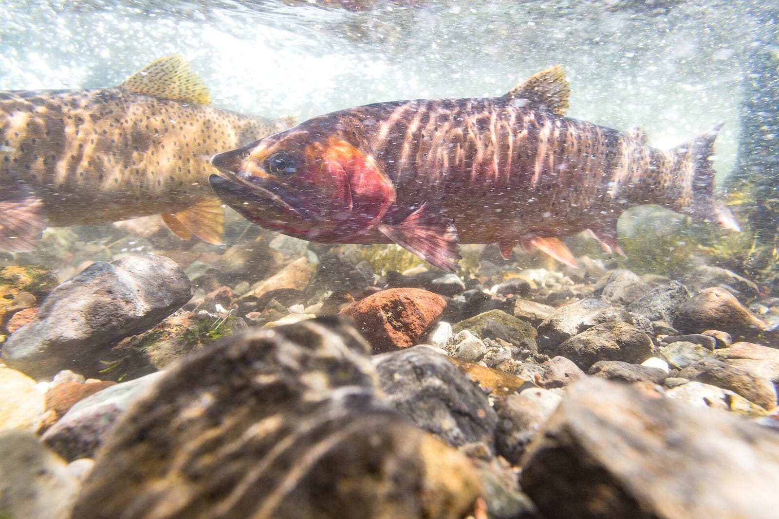 Two spawning Yellowstone cutthroat trout underwater over a bed of rounded stream stones, the nearer one flushed red along its side