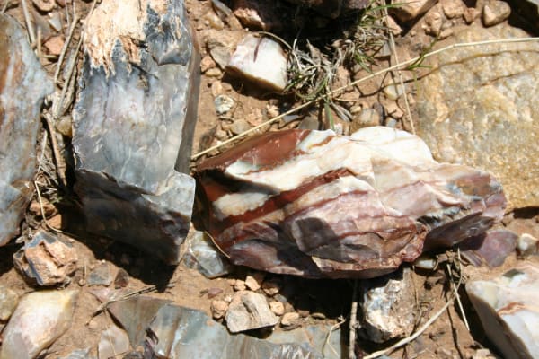 A banded chunk of maroon and white Alibates flint lying among loose rocks and dry grass.