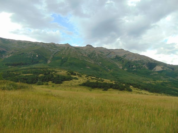 A meadow of tall summer grass at the top of the Alpine Loop, dropping away to dense green forest and oakbrush, with a long limestone-banded ridgeline rising across the frame behind it and heavy grey cloud breaking over the crest.