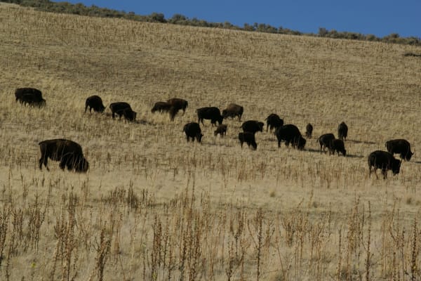 A herd of roughly twenty bison, including calves, grazing across a dry golden grass slope on Antelope Island, with sagebrush along the ridge crest above them and deep blue sky beyond.