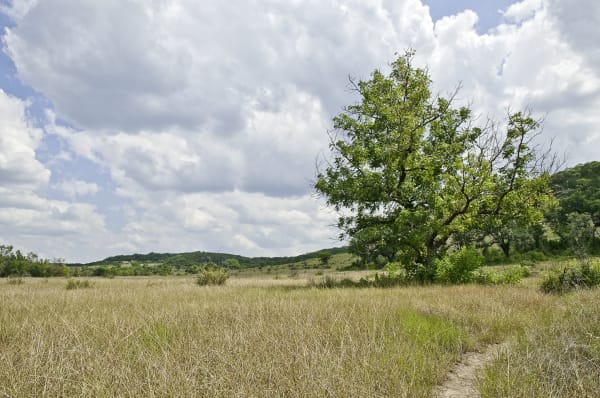 A footpath through tall grass toward a lone oak and wooded hills in Balcones Canyonlands National Wildlife Refuge.