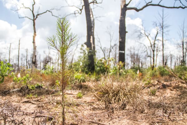 A young loblolly pine growing among dead trunks left by the 2011 wildfire in Bastrop State Park.