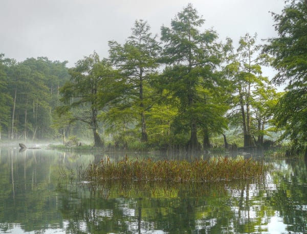Bald cypress trees in morning mist on the Lower Mountain Fork River near Broken Bow.