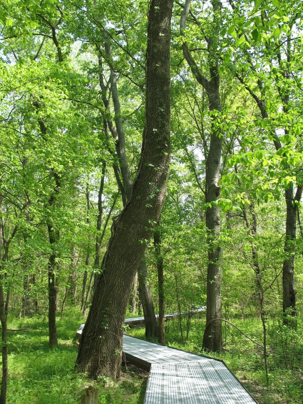 A boardwalk winding among tall bottomland hardwoods in spring green at Big Oak Tree State Park.